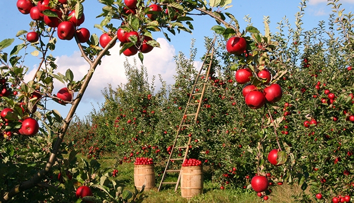 La réglementation sur l’hygiène des aliments 