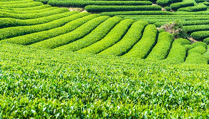 Agriculture : le Sénat vote pour la réintroduction d’un néonicotinoïde à titre dérogatoire